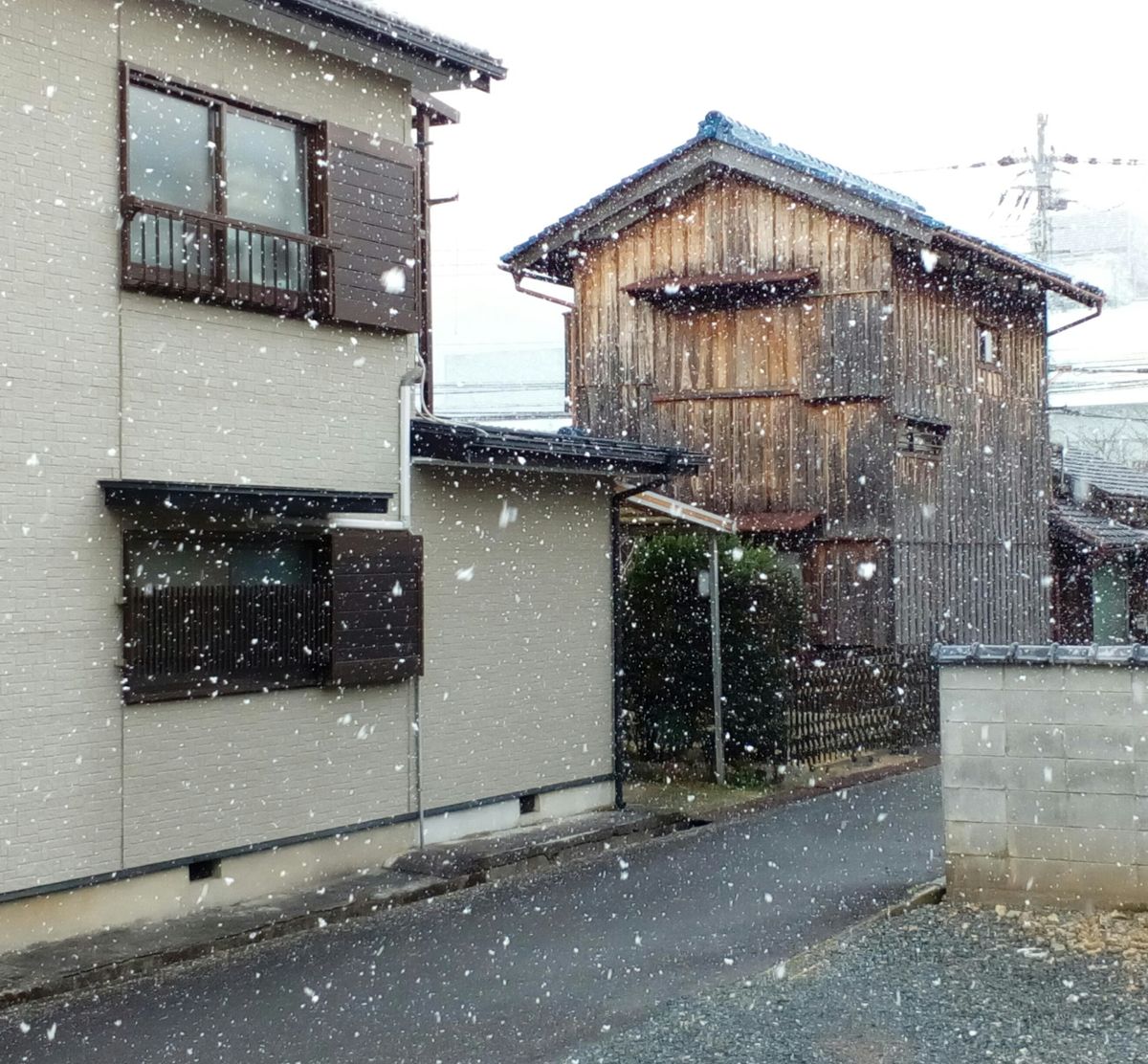 令和初の雪➕薄っすら雪化粧❄