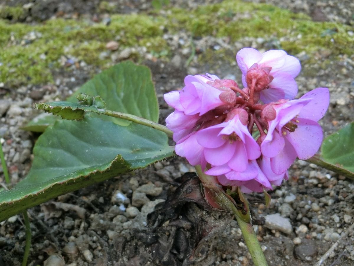 花に貴賎なし