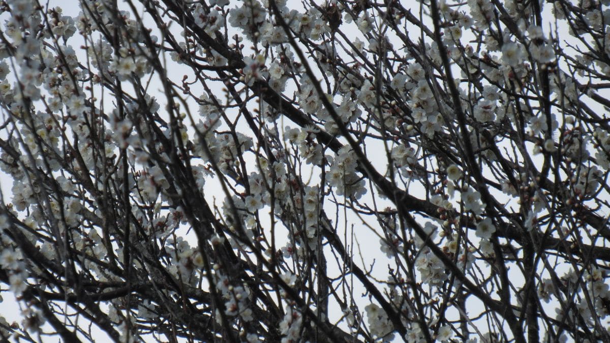 早咲きの桜は何サクラ～❔