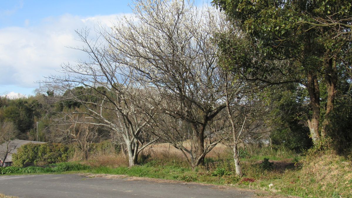 早咲きの桜は何サクラ～❔