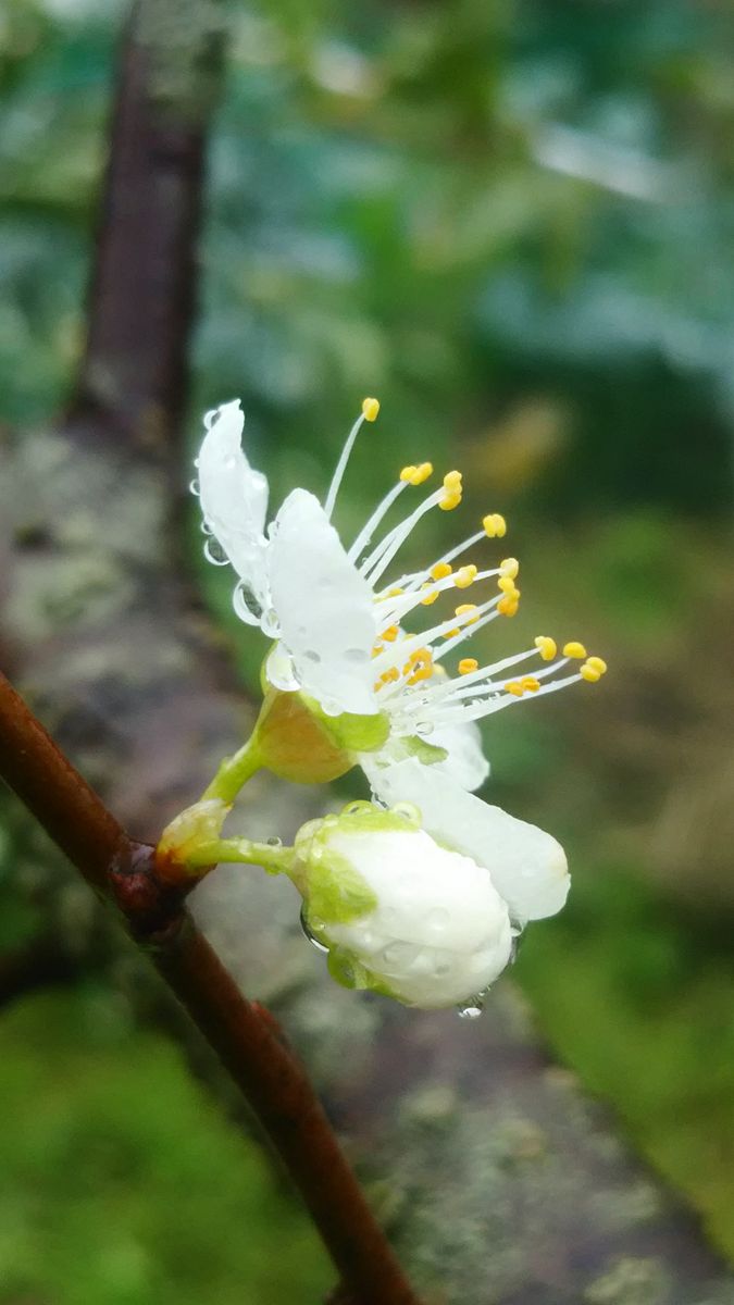 咲き初めの花達です！