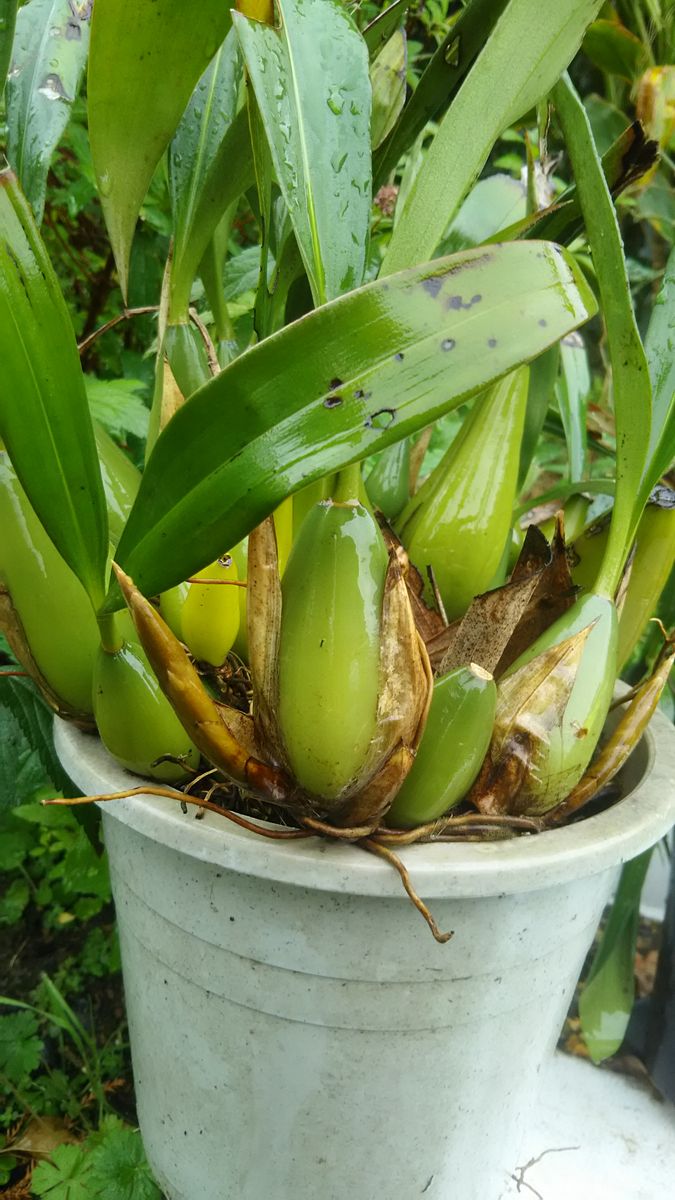 咲き初めの花達です！