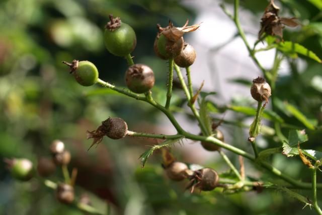 薔薇の実が茶色くなるって、どういうこと？