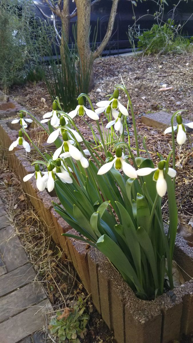 我が家の花たち