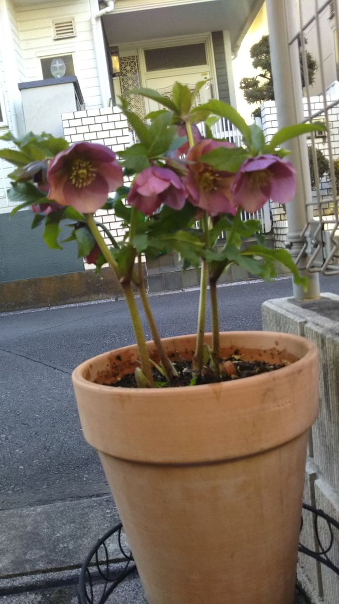 我が家の花たち