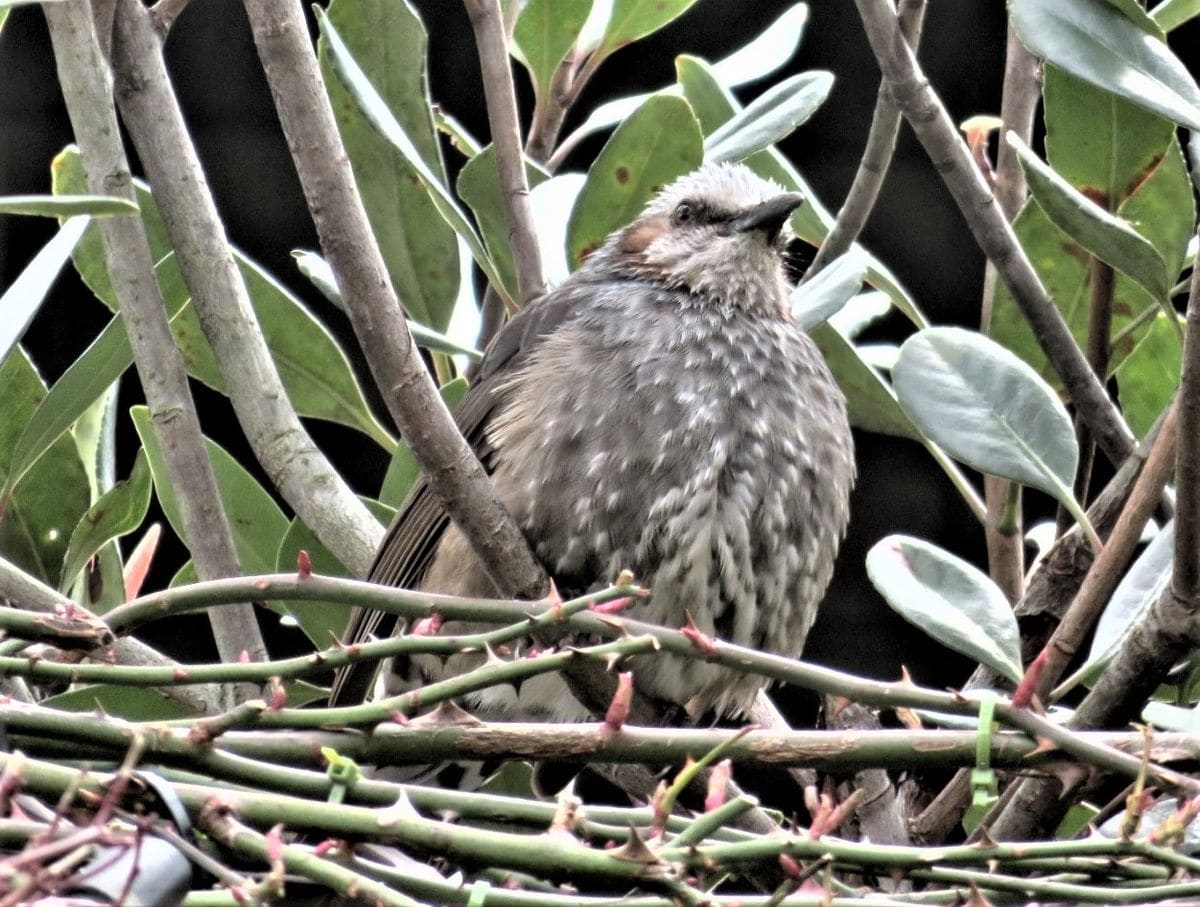 🐦ヒヨドリの飛来🐦🐦🐦