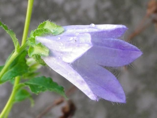 今日、咲いていた花