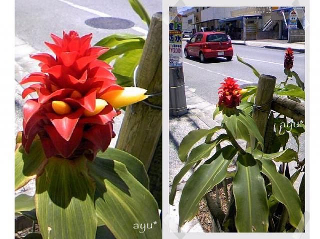 てくてく道の花～♪