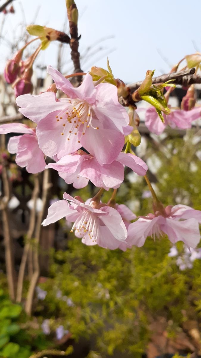 ふくおかルーバルガーデン2～冬❄️から春🌸への庭たより…河津桜🌸はやっぽり桜色の花びら🌸