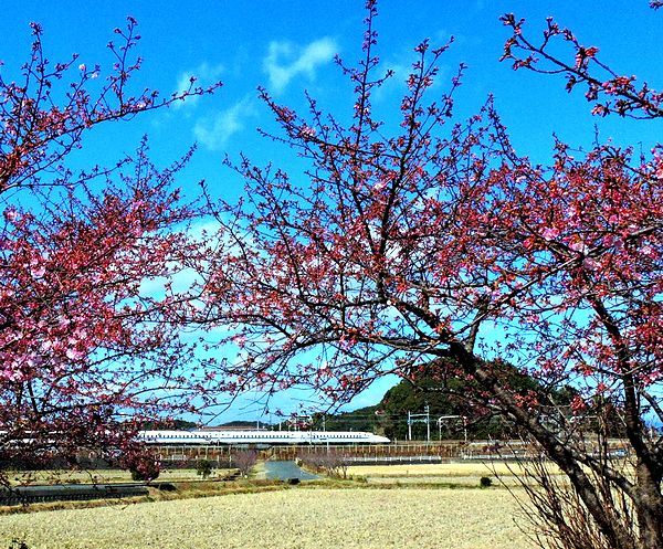 河津桜３分咲き