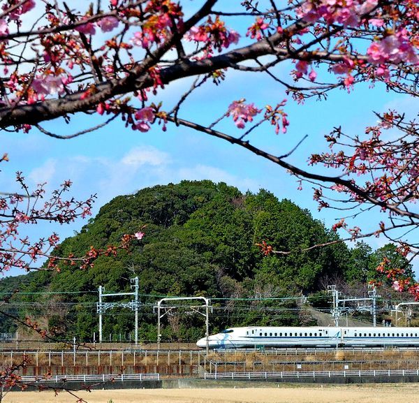 河津桜３分咲き