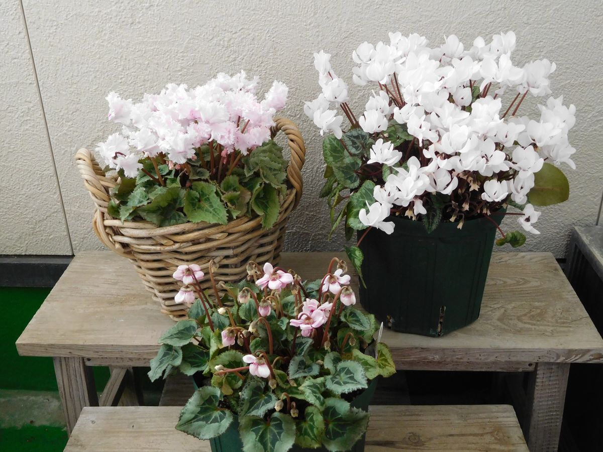 シクラメンと、春の花と