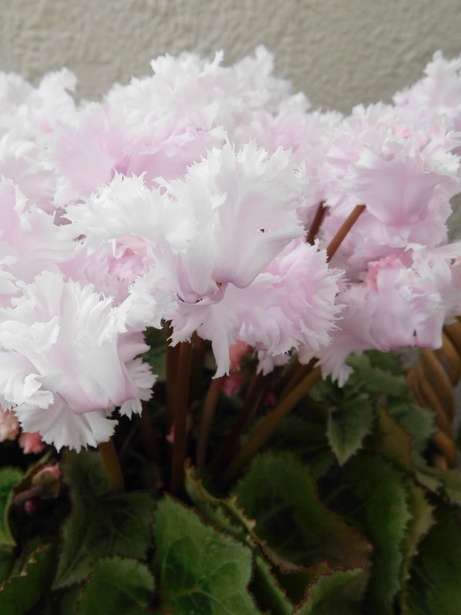 シクラメンと、春の花と