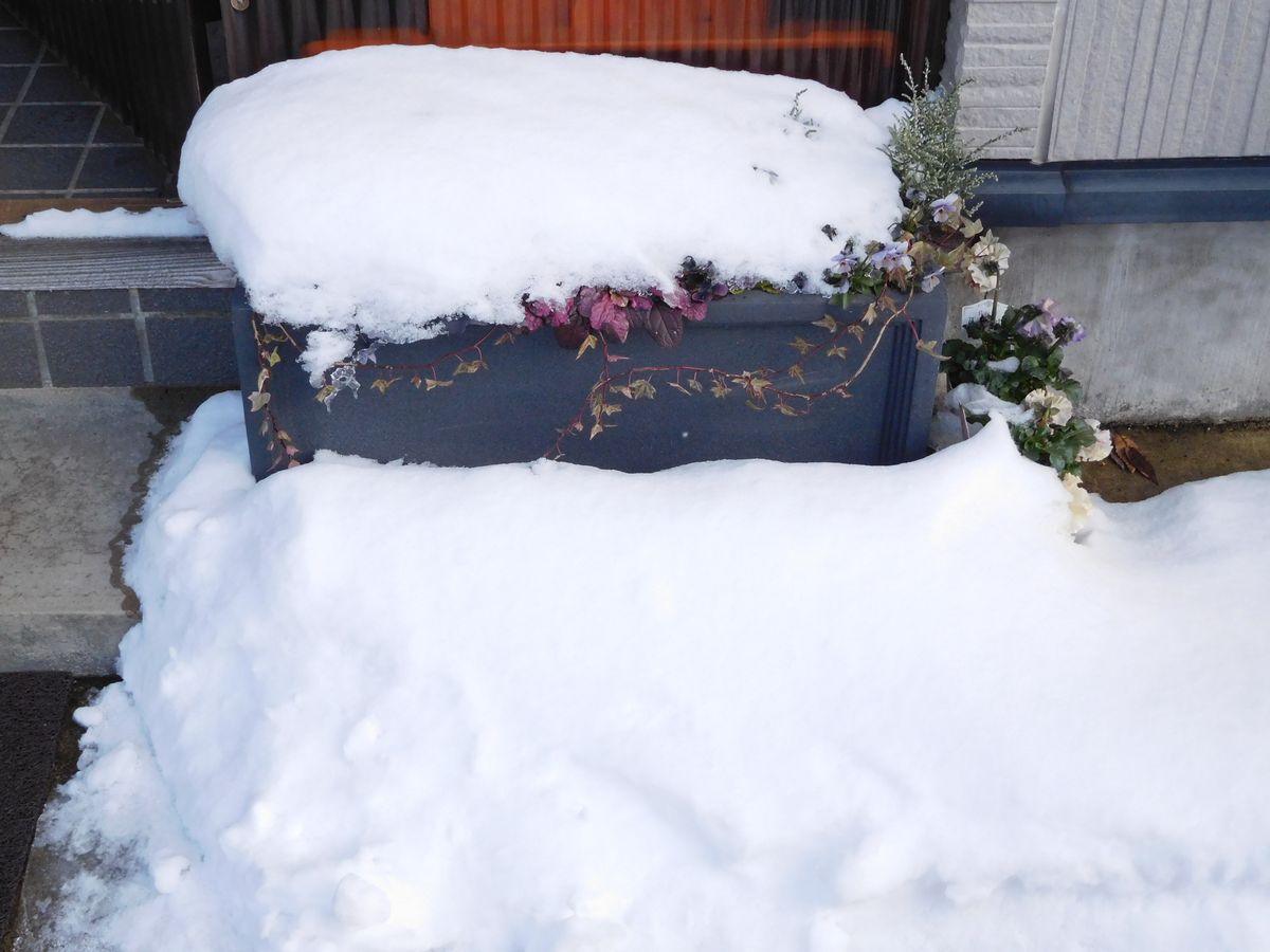 シクラメンと、春の花と