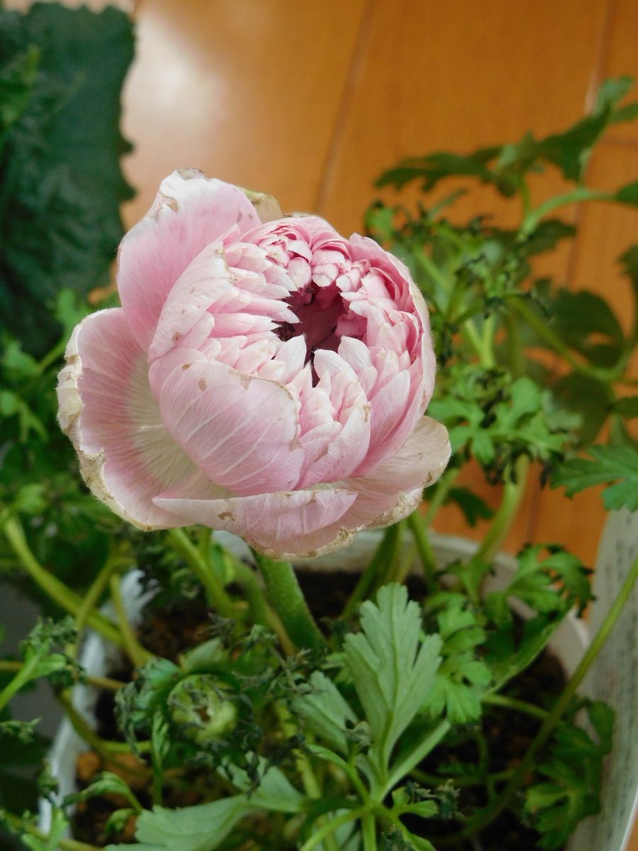 シクラメンと、春の花と