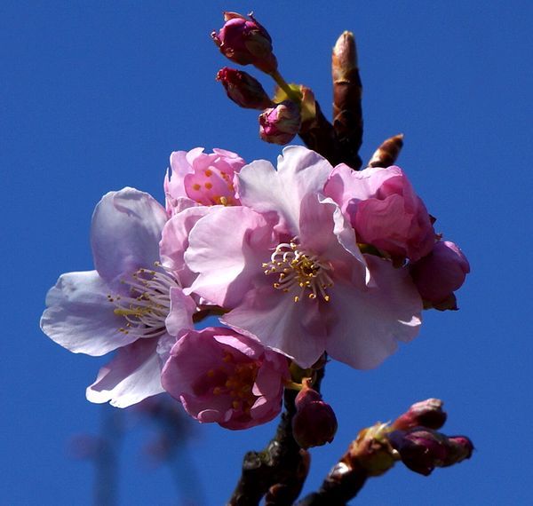 河津桜とカメラ故障の巻。