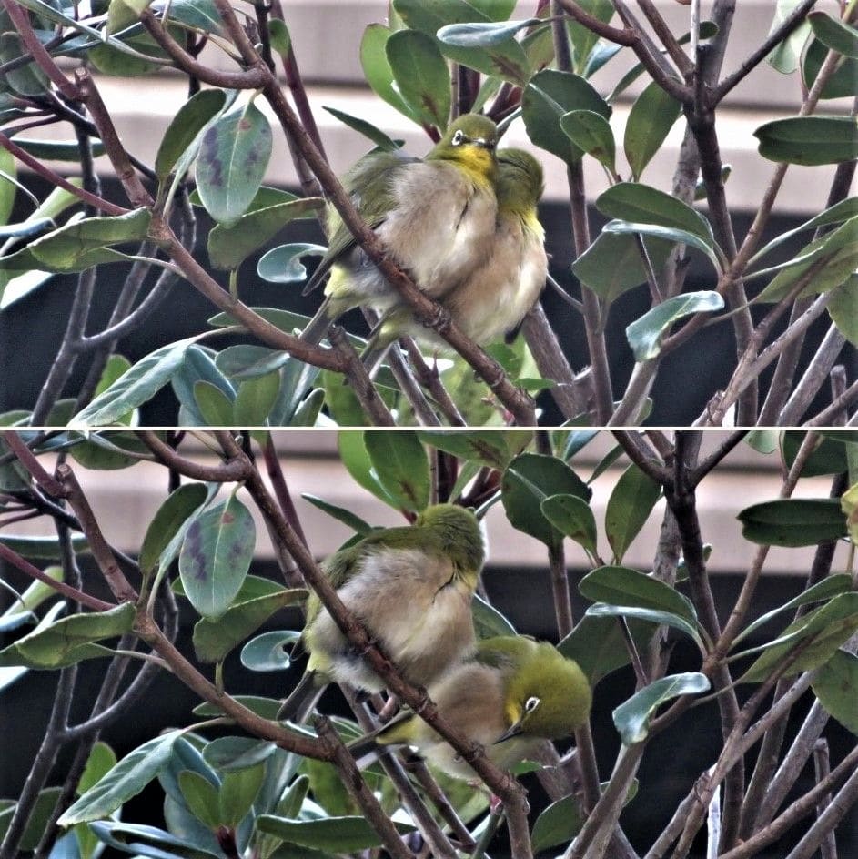 🐦仲良し番いのメジロくん🐦🐦