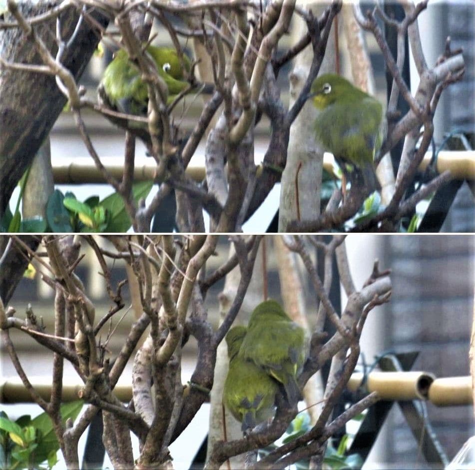 🐦仲良し番いのメジロくん🐦🐦