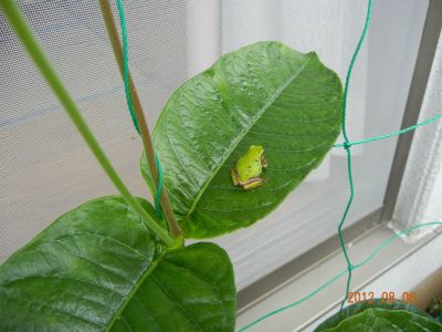 マンデビラの花がなかなか咲きません