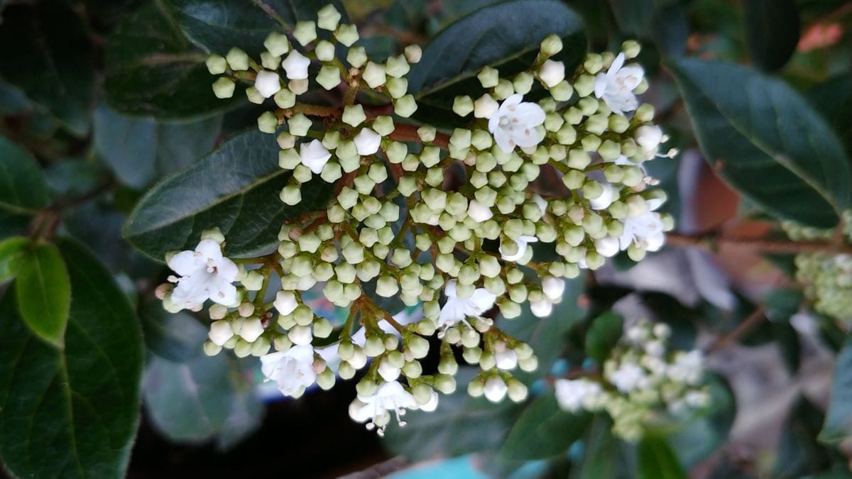 今日の花