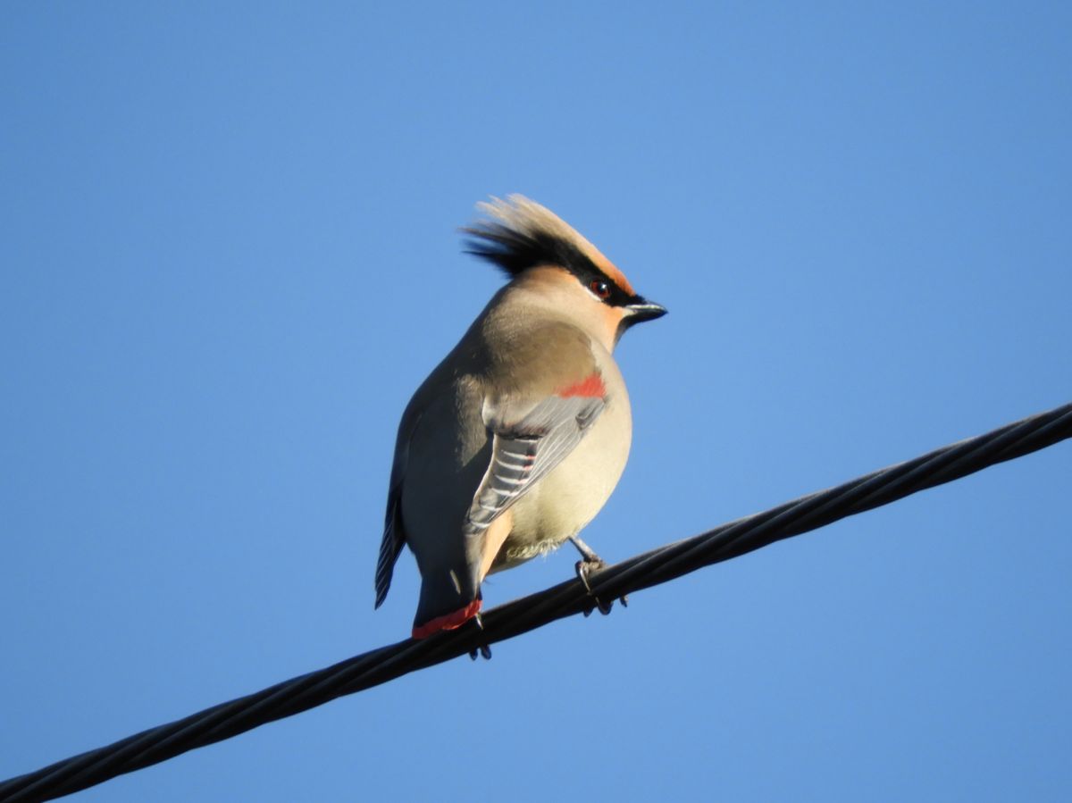 なんだこれ。。おまけの野鳥