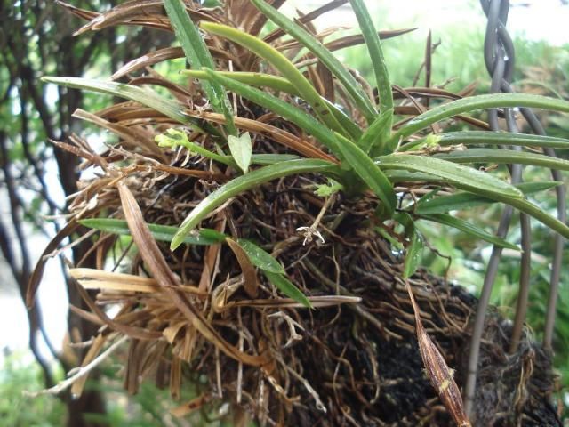 枯れふうらんに花芽がある。