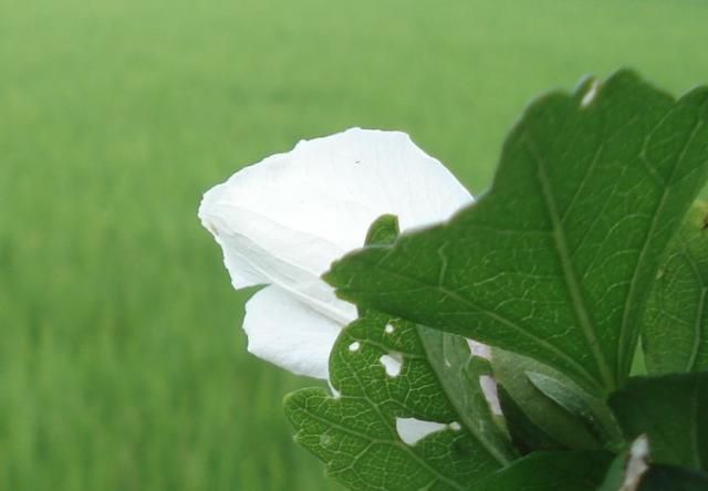 田園風景　知らない名前野草ばかり