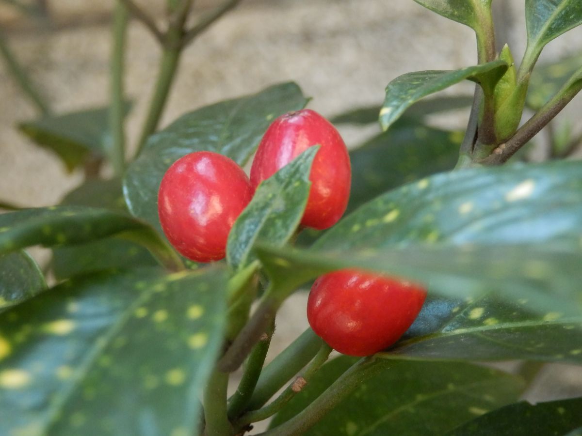 節分草の発芽！