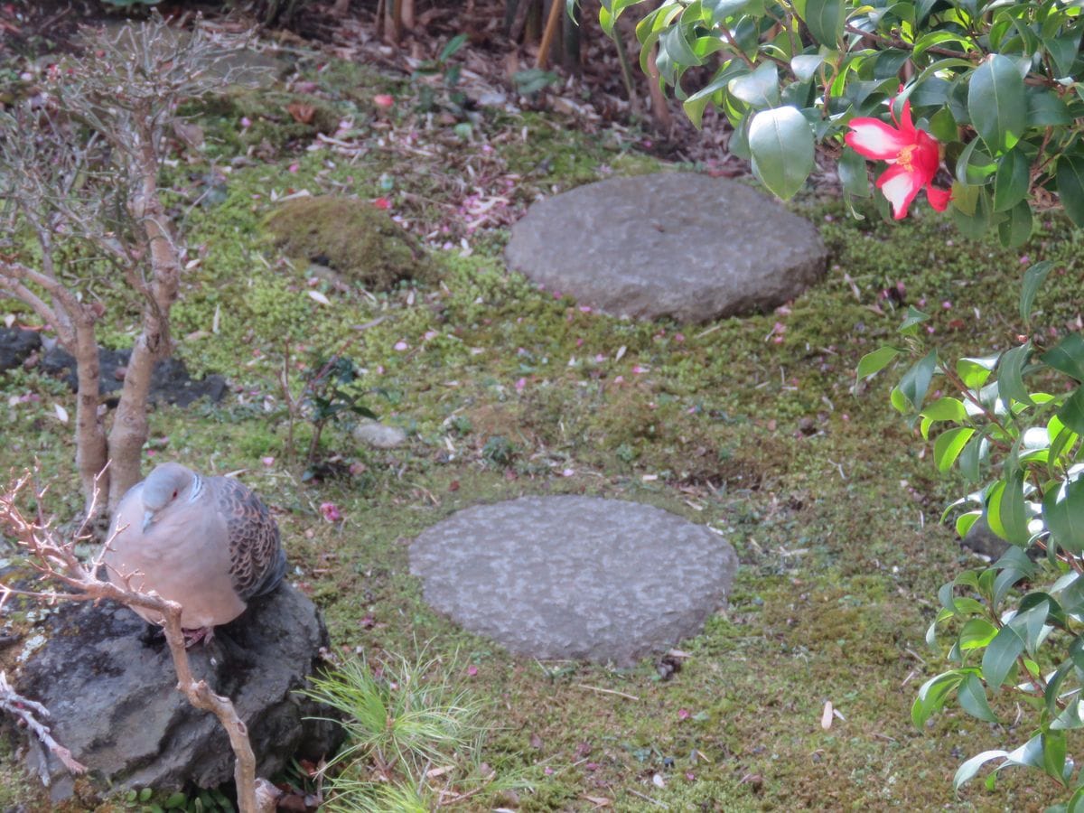 苔庭で休むキジバト