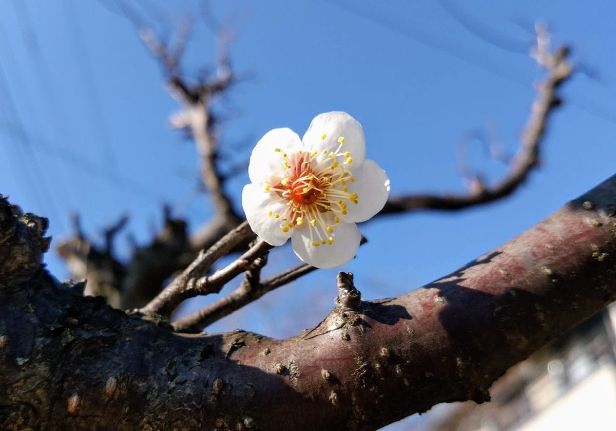 はるが　きた～