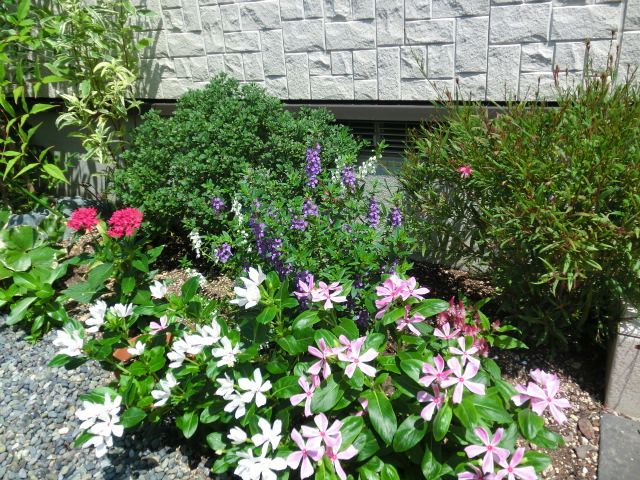 夏のミニ花壇