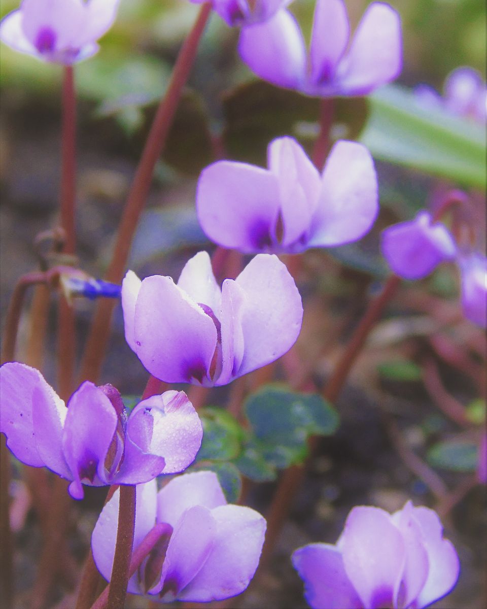 日陰の花