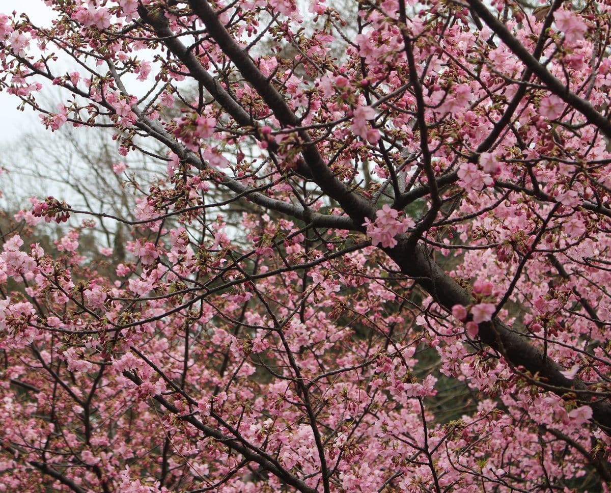 河津桜を見にいく