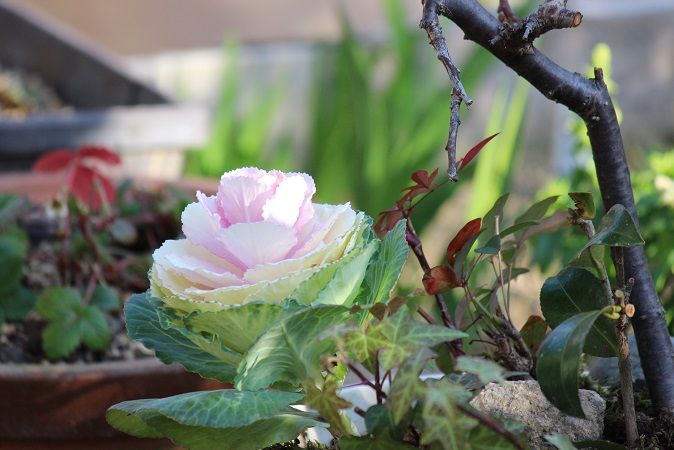 鉢植えの花たち