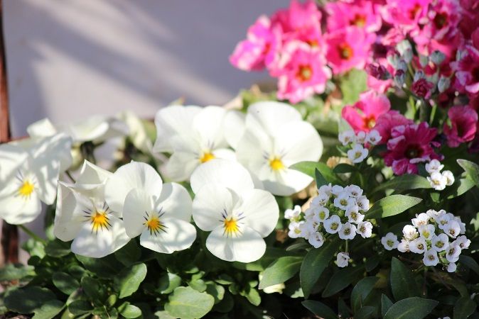 鉢植えの花たち