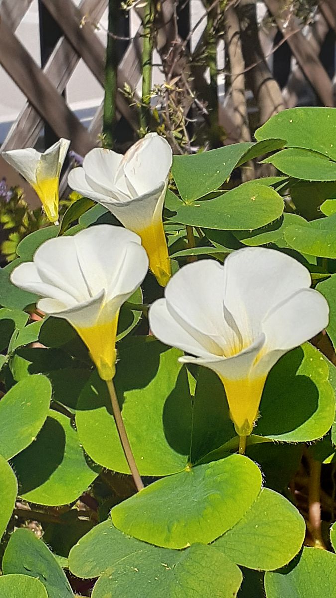 ふくおかルーバルガーデン2～春🌸💓の庭たより…春の宵🌛とは言えない真夜中の日記になりました。