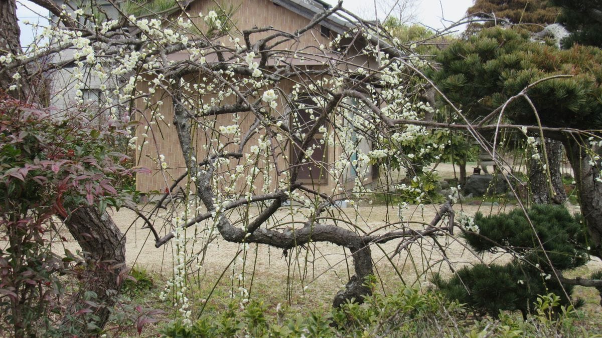 🌸梅見散歩🌸