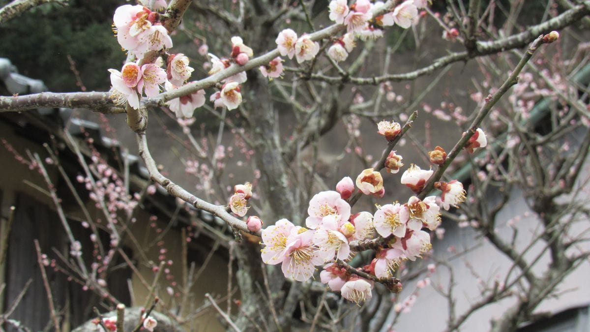 🌸梅見散歩🌸