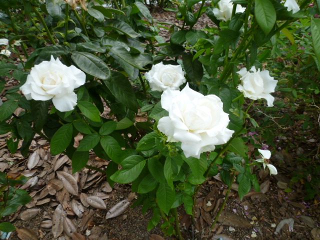 猛暑の薔薇園ー2