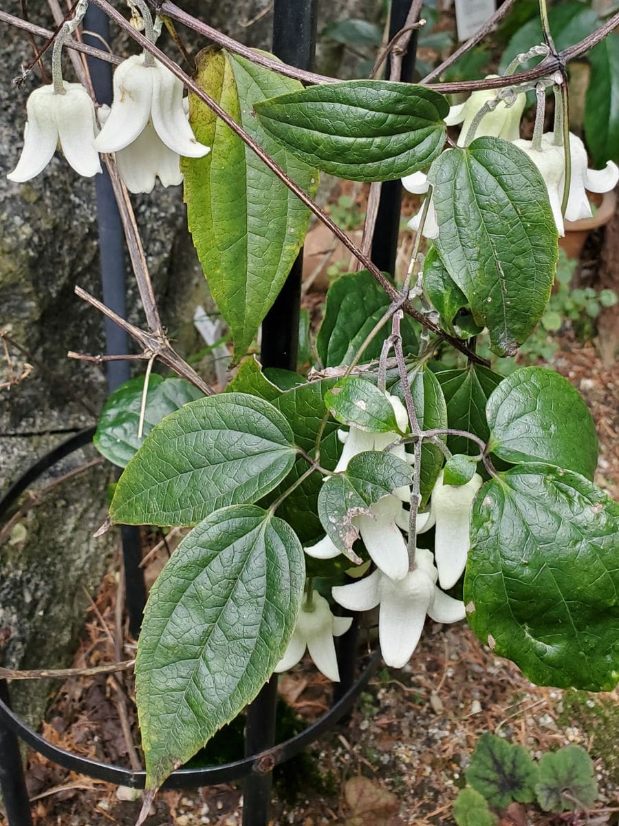 寄せ植えに