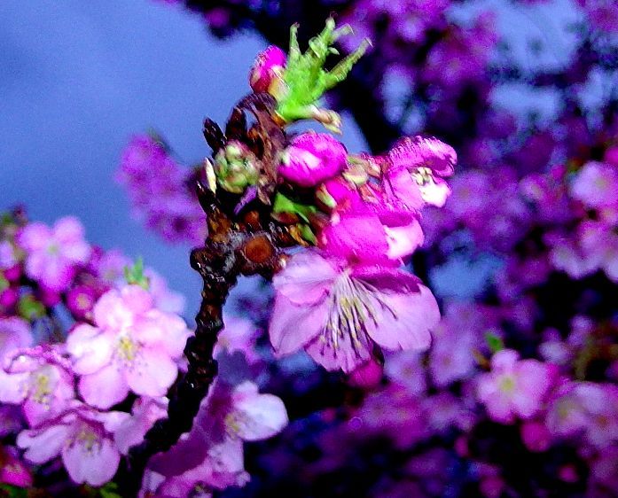 夜桜(河津桜)