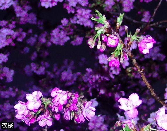 夜桜(河津桜)