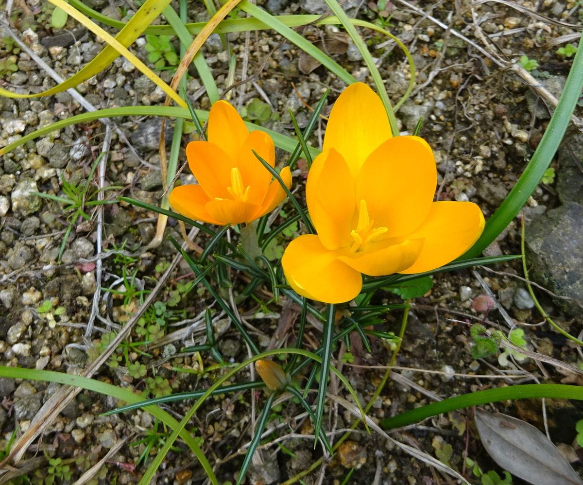 今年初と、初花