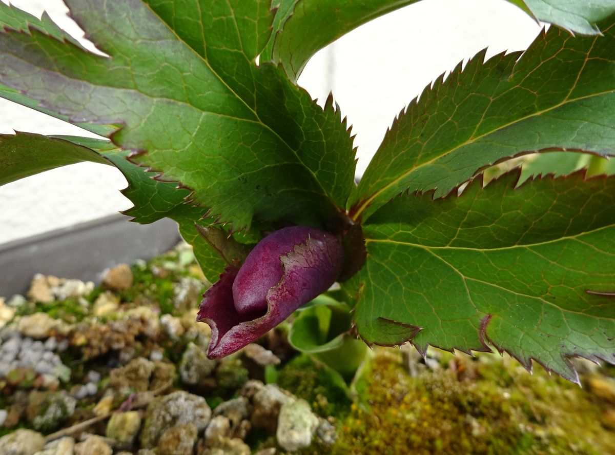 今年初と、初花