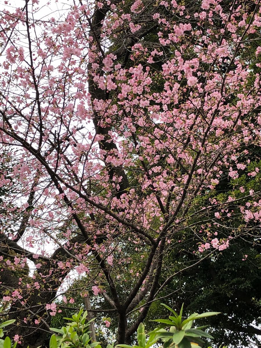 寒緋桜？