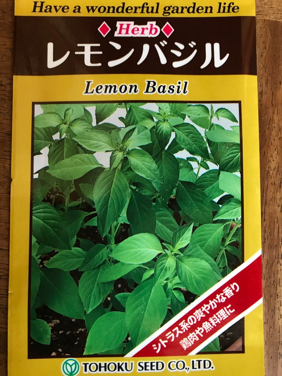 レモンバジルを種まき🍋