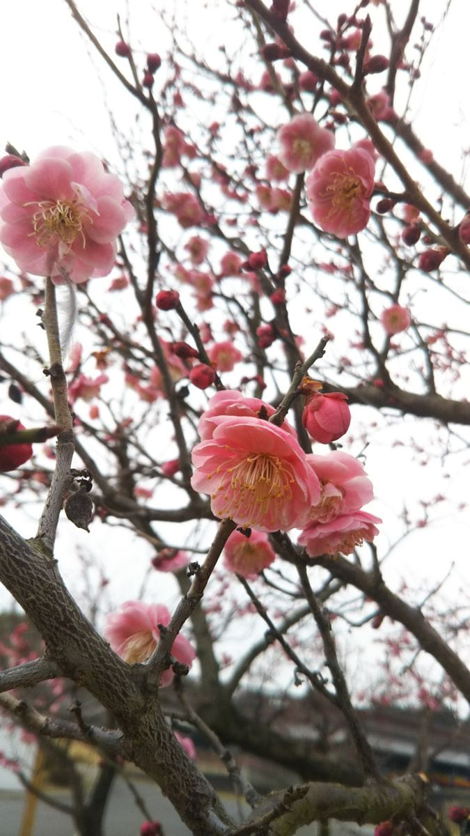 つつじが岡公園ですが・・・