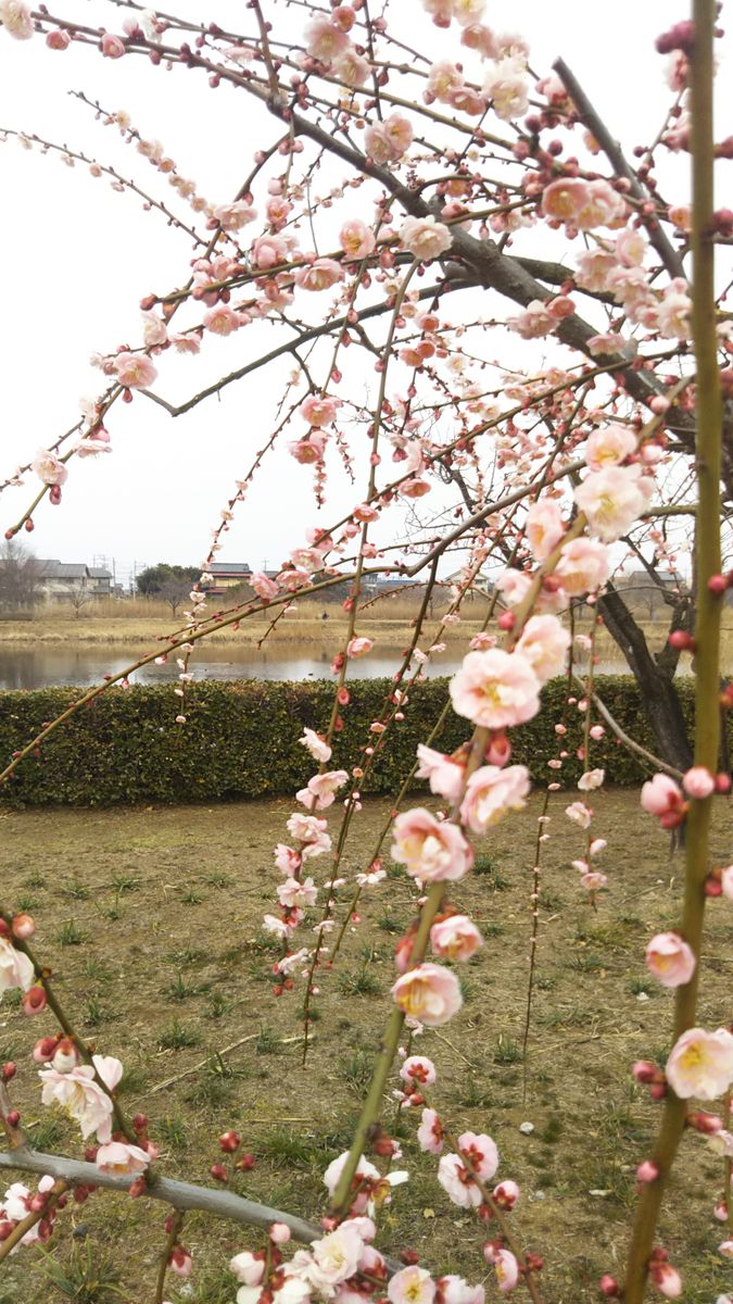 つつじが岡公園ですが・・・