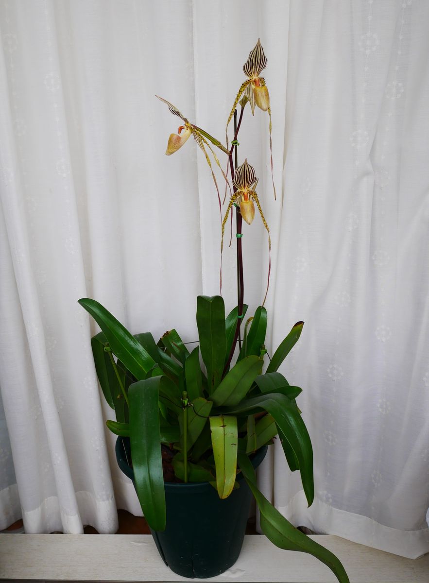 Paph.St. Swithin