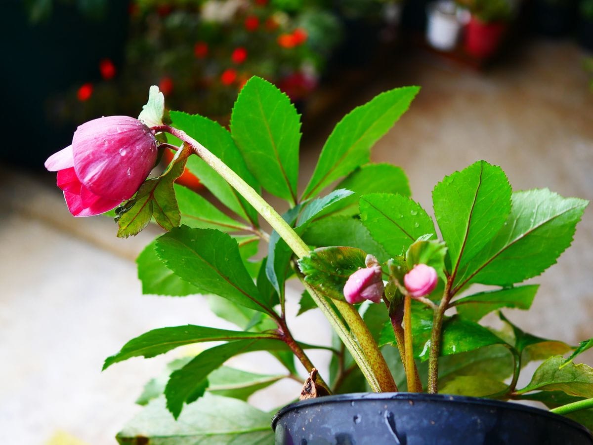 ようやく開花が始まりました